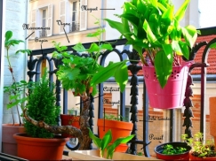 balcon-terrasse-jardinière-aromatique